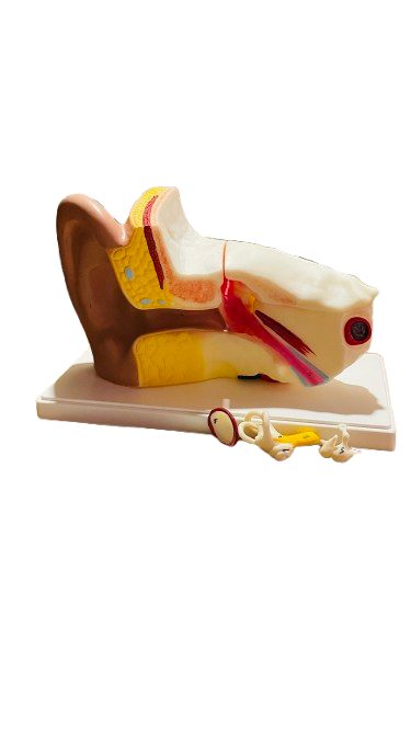 Human Ear 3x Life Size