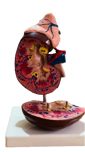 Human Kidney with Adrenal Gland