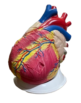 Human Heart