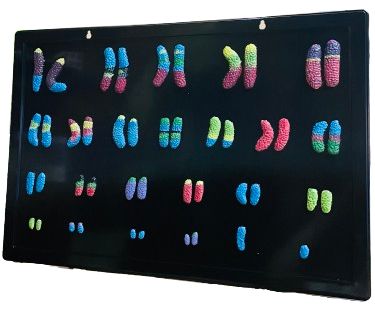 Model of Human Chromosomes
