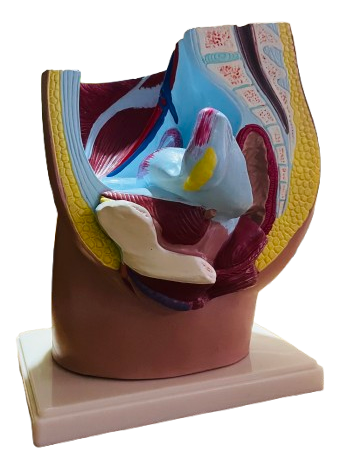 Model of Female Inguen