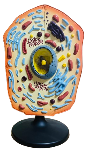Model of Animal Cell