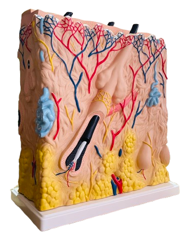 Model of Human Skin
