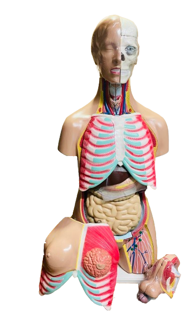 Model of Human Male and Female Torso Life size (52 parts)