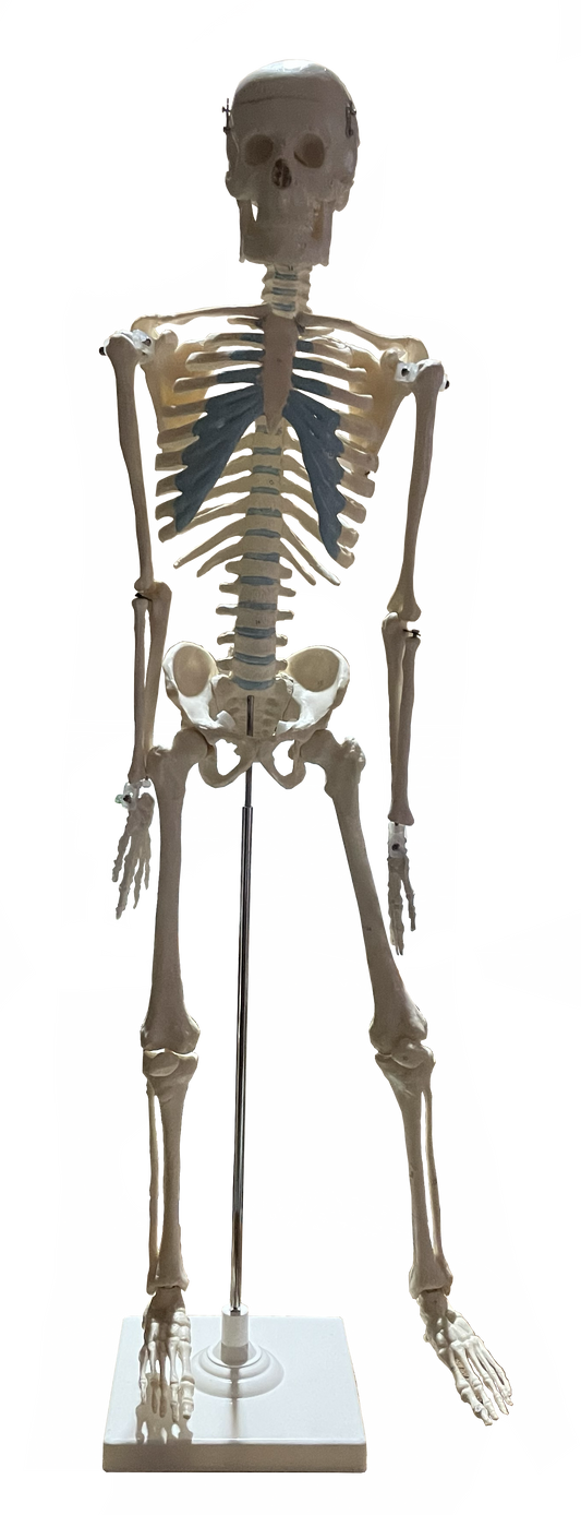 Model of Human Skeleton